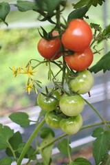 畑で実ったミニトマトの赤い実と緑色の実。