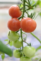 畑で実った中玉トマト赤い実と緑の実。