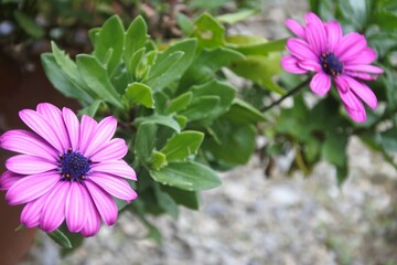 オステオスペルマムのピンクの花です。