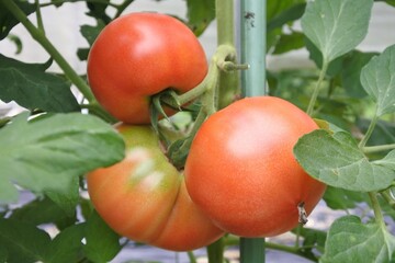 トマトの茎で赤く熟れた大きなトマトです。