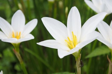 ゼフィランサスの白い花のアップ。。