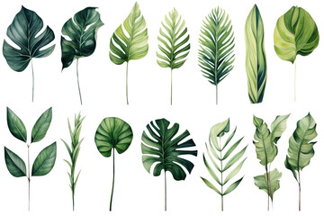 Rainforest Plants Set - obrazy, fototapety, plakaty