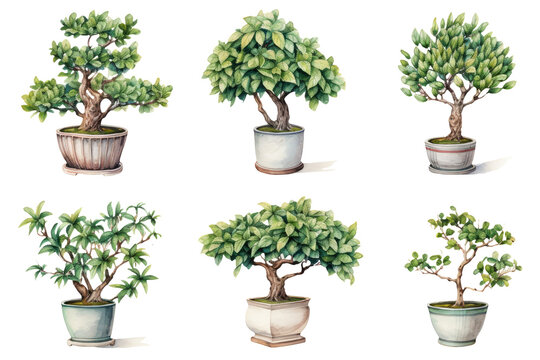 Bonsai Trees Set