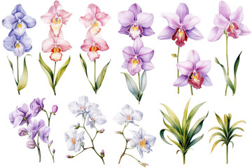 Orchid Species Set