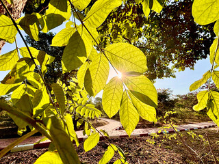 Obraz premium Green leaves trees backlight with sunlight.