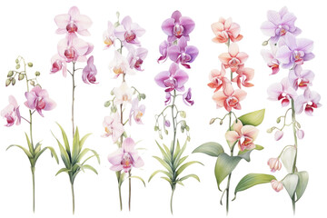 Obraz na płótnie Canvas Orchid Watercolor Set
