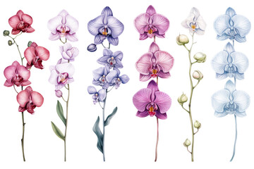 Orchid Watercolor Set - obrazy, fototapety, plakaty