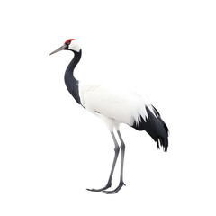 side view, elegent red crowned crane in the posture of standing against transparent background. 