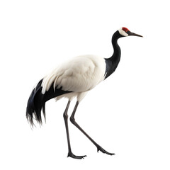 side view, beautiful red crowned crane in the posture of standing against transparent background. 