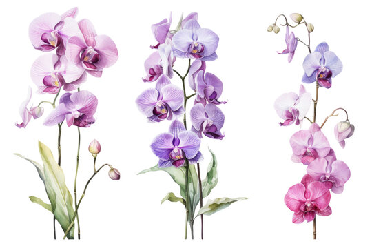 Orchid Species Set