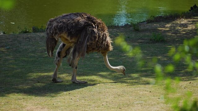 Close up of an ostrich with its head down, picking for food on a meadow
