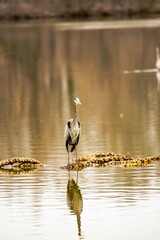 great heron