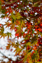 紅葉し始めたモミジの葉