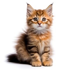 Cute kitten isolated on white background