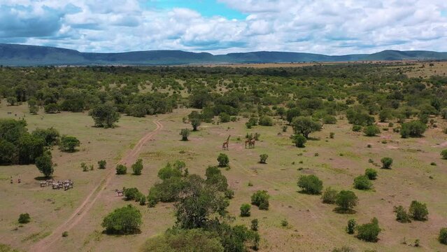 Herd of giraffes in natural habitat.Giraffes in nature against the blue sky.Inhabit eastern southern Africa and can be found in a variety of habitats such as savannas, shrublands mountainous areas.