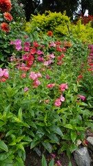 Portrait of Beautiful colourful flowers from plant Penstemon hartwegii also known as Hartwegs beardtongue.