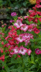 Portrait of Beautiful colourful flowers from plant Penstemon hartwegii also known as Hartwegs beardtongue.