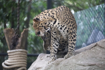 The leopard tiger is cute and speed wildanimal in zoology.