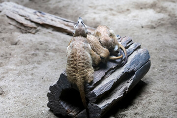 Group meercat is rest and sleep on the dry strick tree