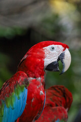 Close up the red macaw parrot bird in garden