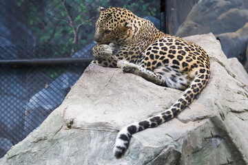 The leopard tiger is cute and speed wildanimal in zoology.