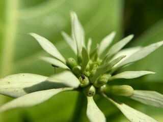 Such beautiful macro shots of flowers and leaves