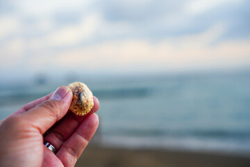 Hand holding small white seashell on blurry beach waves background. With copy space for text