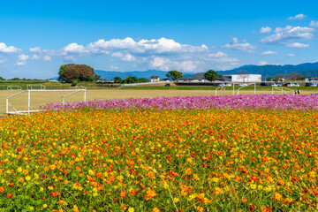 南部ふれあい広場のコスモス畑の風景（都城市）
