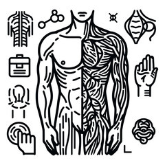 Fototapeta na wymiar Human Body Internal Organs and Parts vector icon