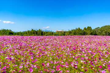 南部ふれあい広場のコスモス畑の風景（都城市）