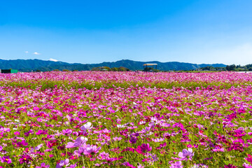 南部ふれあい広場のコスモス畑の風景（都城市）