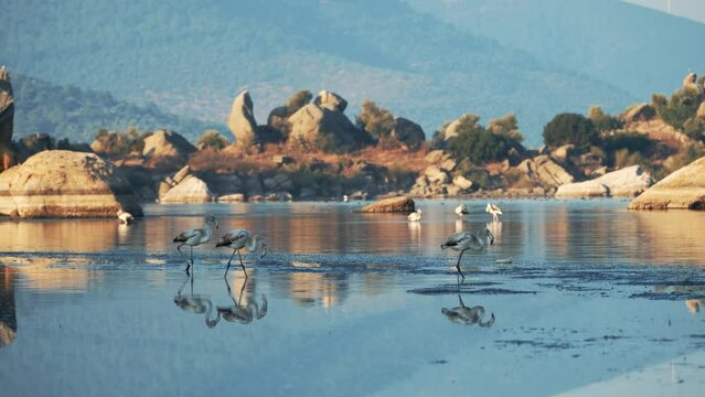 Wild flamingo birds in a wetland lake in a real natural habitat.Flamingos feeding in shallow water.Hosting different bird species Lake Bafa is the center of attention for photography enthusiasts.