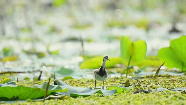 Jacana bird on the lake