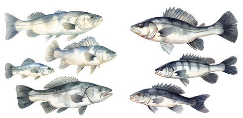 Sea bass fish watercolor illustration clipart. Generative AI. - obrazy, fototapety, plakaty
