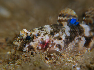 Goby with a blue false eye