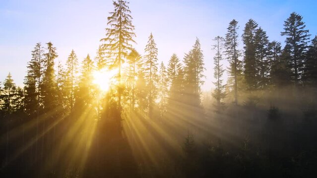 Bright sun rays shining through spruce trees in mountain woods. Amazing nature scenery