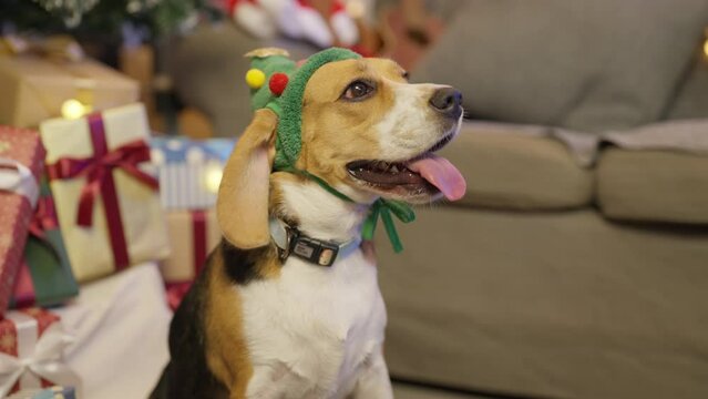 Portrait of Beagle dog sitting on living room at home in christmas party day. Party and Holiday concept.