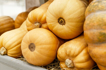 Fresh pumpkins of different shapes on the counter. Seasonal autumn product. Healthy eating and vegetarianism. Close-up. Side view.