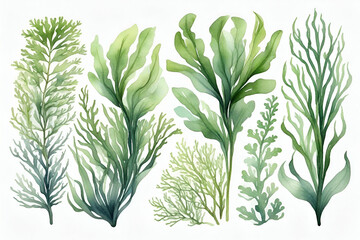Hand painted underwater grass, sea plant