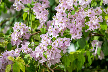 Gros plan sur les feuilles et les fleurs d'un bougainvillier