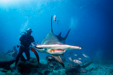 Great hammerhead shark - obrazy, fototapety, plakaty