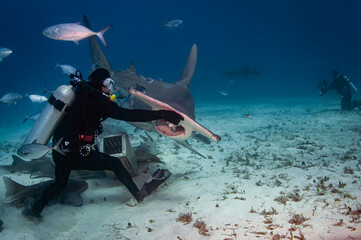 scuba diver and great hammerhead shark