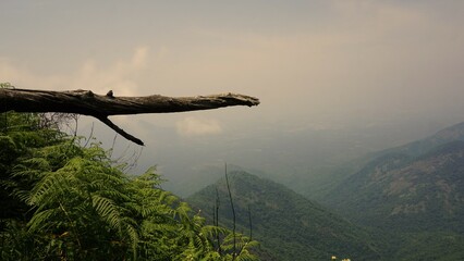 Fototapeta premium Beautiful dense green lush landscapes of kodaikanal hillstation filled with mist and cloudy sky.