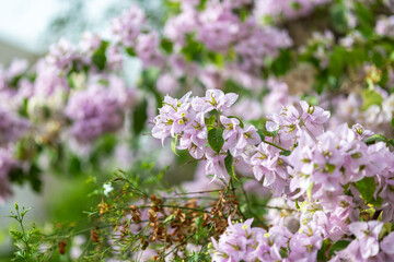 Gros plan sur les feuilles et les fleurs d'un bougainvillier