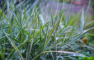 A drop of water on a blade of grass