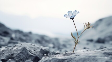 A blue flower in a rocky terrain. This image shows a light blue flower with a yellow center growing in a rocky terrain. The flower has a thin stem and a few leaves. - obrazy, fototapety, plakaty