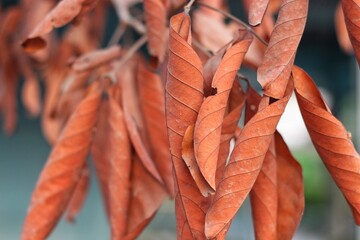 dry leaf on a branch with a very beautiful blurred background good photo wallpaper
