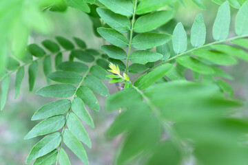 Green fresh foliage