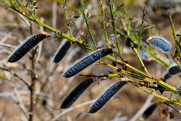 A close up image of the dark brown seed pods on a wild scotch broom shrub. 