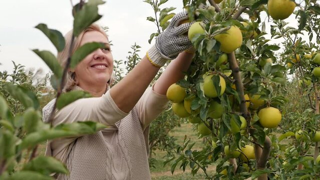 Portrait of a young adult woman picking ripe green apples from a tree in an apple orchard. A blonde woman harvests apples by picking fruits from the branches. Juice and nectar production